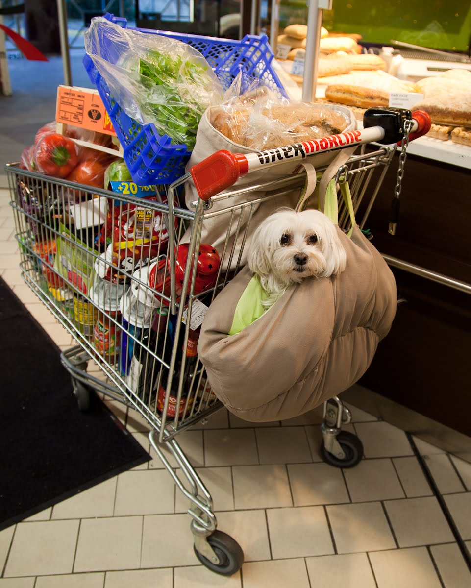 Dogs in grocery sales carts